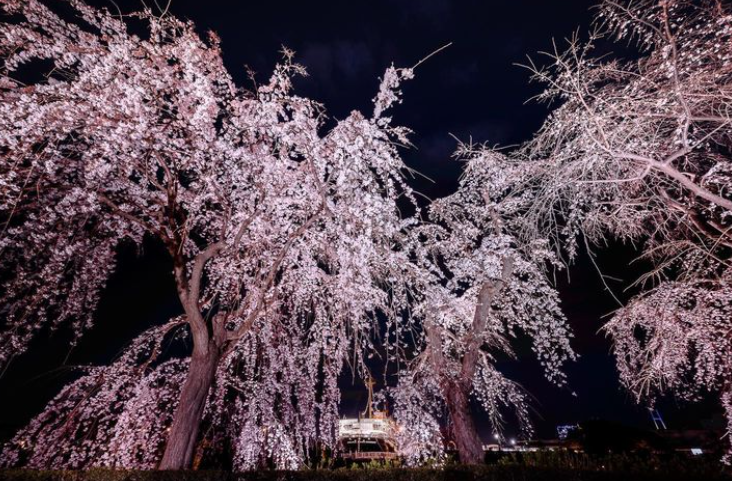 ２０２４年神奈川の桜の名所５選！開花予想、見頃、住所について調査！